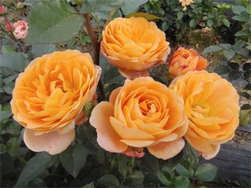 情人节畅销物“玫瑰”竟是切花月季!真玫瑰是谁？