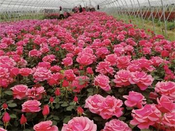 11月25日第二十一届中国(金华)花卉苗木博览会举办