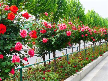 2023年首届湖北（荆门沙洋）花卉苗木交易会举办