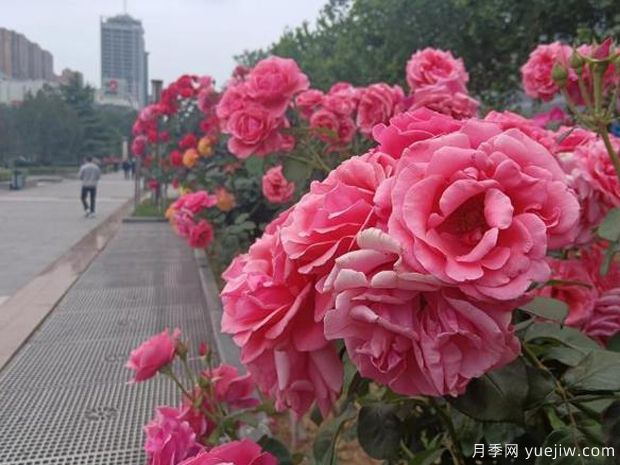 邯郸月季市花文化和景观图集(图1)