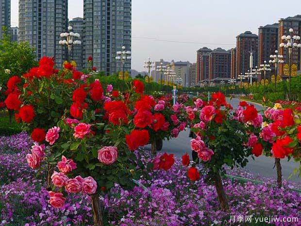 韩城月季市花文化和景观图集(图3)
