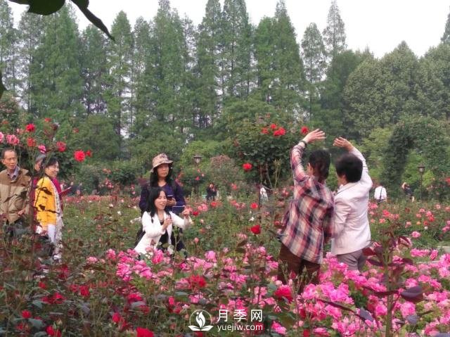 武汉青山和平公园月季花园(图1)