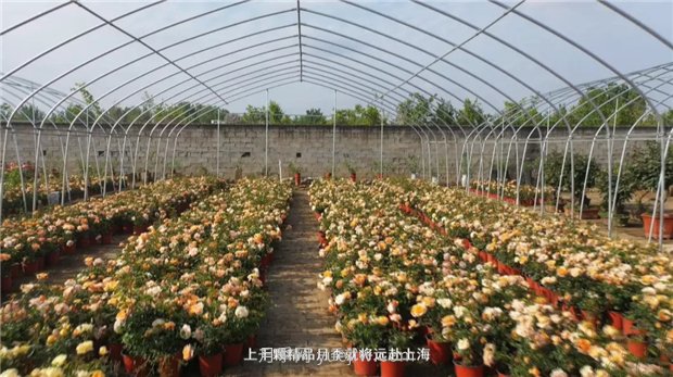 河南南阳：月季之乡新发展 月季花开产业红(图2)
