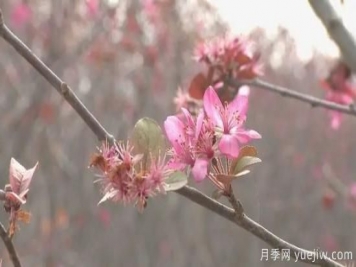 菏泽成武：千亩海棠反季节开花，逆袭深秋成一景