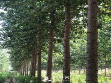 河南周口：培育出不飞絮的杨树新品种