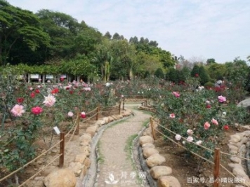 广州“五彩缤纷”的月季花园，开满全园，游客赞道太美了