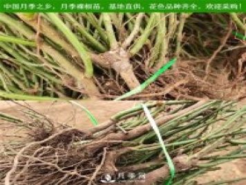 月季裸根苗，小高杆月季和3公分月季树发往陕西