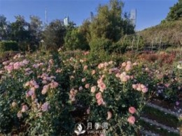 深圳免费月季花展，人民公园月季花盛开