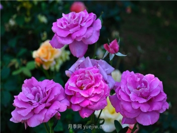南昌滨江月季园，带你去看天下风流的江西月季花