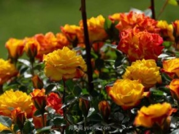 安阳市滑县森林公园月季花开放，赏花打卡正当时