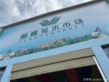 鄢陵县花木产业未必能想到的那些问题