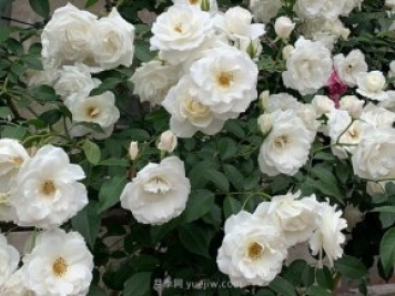 世界上Zui受欢迎的纯白色藤本月季花—藤冰山