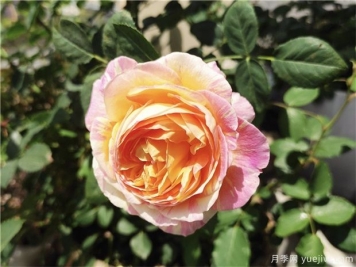 100种玫瑰花的名字，来了解下不同颜色的品种月季