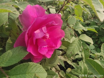 四季玫瑰的种植方法和养护要点