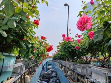 1.2万株月季盛开，南昌八一桥景观花廊拥抱春景