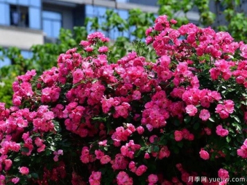 武汉新增多条绝美月季花道，江城处处花海景观