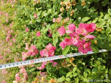 安吉拉月季盆栽苗，60厘米高基地发货