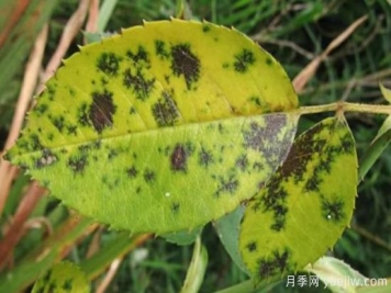 深秋天季节月季出现斑点的病害原因与防治