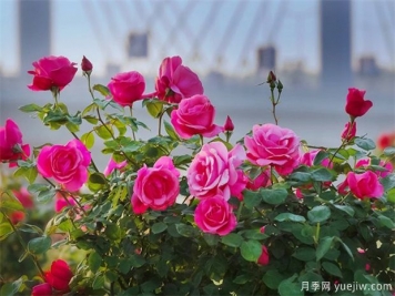 月季盛会，南阳将举办2023中国·南阳首届世界月季博览会