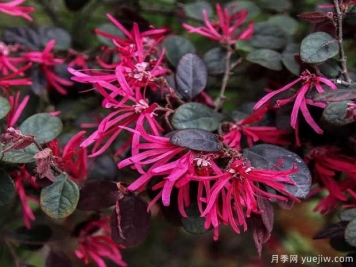 红花檵木花团簇锦，广泛用于园林造景