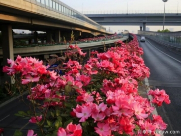 30万株新品种，杭州高架月季会带来什么样的惊喜？
