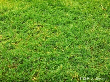 夏季铺草坪发黄干枯，如何提高草皮铺植成活率？