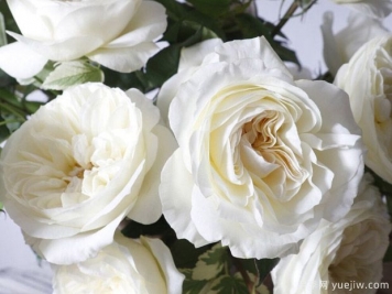 奥斯汀莱奥诺拉月季，婚礼白玫瑰的珍品