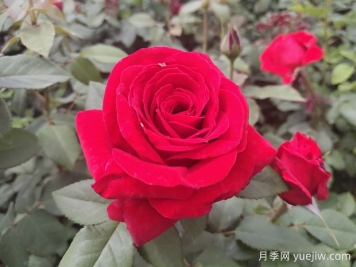 原产中国的玫瑰花(月季花)，是如何成为美国国花的？
