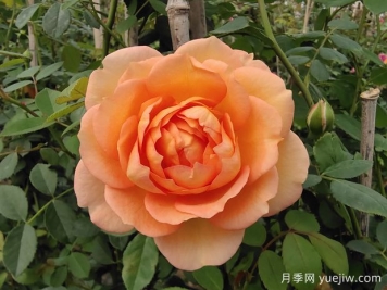 中国月季：欧洲玫瑰花的祖宗，为世界园艺做出了巨大贡献