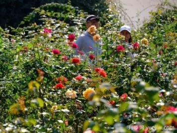 南宁花卉公园3万株月季入盛花期，市民闻香而来