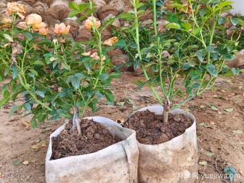 盆栽月季多年不换盆，3个办法也能保持生长旺盛