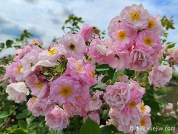 山木香和野蔷薇的辨识区别