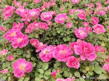 仙境盆栽月季杯苗粉色丰花，绿化工程批发