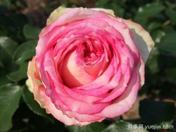 我的玫瑰月季/我的花