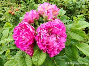 紫枝玫瑰，一年多次开花的绿化玫瑰