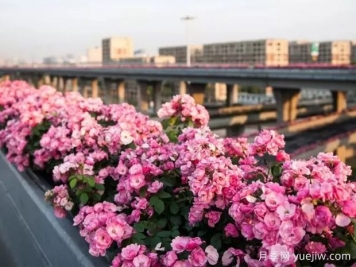 杭州高架月季实现定期开花，是如何进行花期调控的？