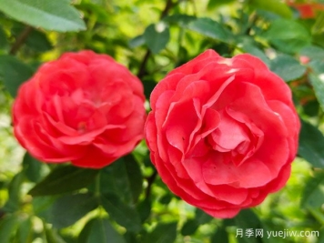 种上木香蔷薇花蛮强爆花，红橙白黄木香你喜欢哪个？