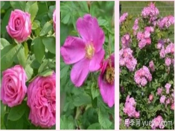轻松区分月季、玫瑰和蔷薇ROSE三姐妹，不再迷茫于爱情花海