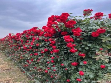 红色欧月蒂娜上海龙凤419片打造安徽花墙景观