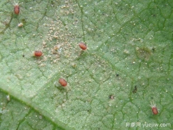 月季常见病虫害之红蜘蛛的习性和防治措施