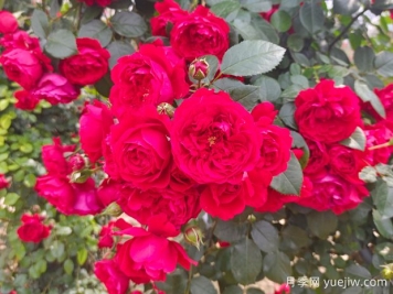 6款红色系的藤本月季品种，适合打造网红花墙