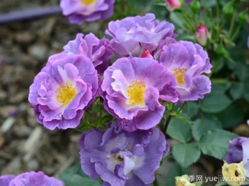月季大千世界，5个令人惊叹的稀有玫瑰品种