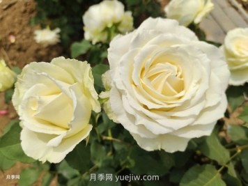十一朵白玫瑰的花语和寓意