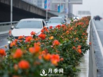 月季花期可调控，看武汉10月中旬月季花艳丽开放