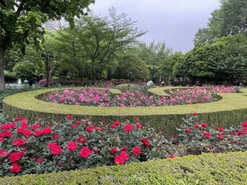 上海复兴公园月季园，月季花开献给市民的视觉盛宴