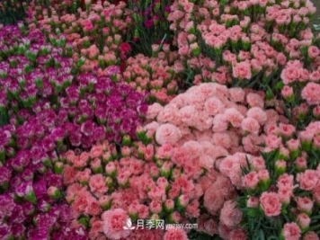 中国6大花市，全国花卉批发市场介绍