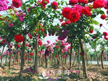 新品“月季树”为北京市花添色彩，居然引种自南阳内乡