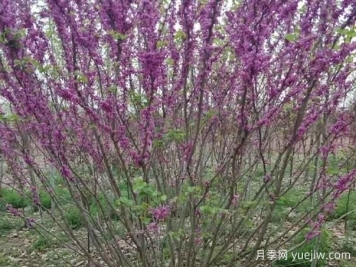 紫荆树与丛生紫荆的区别？