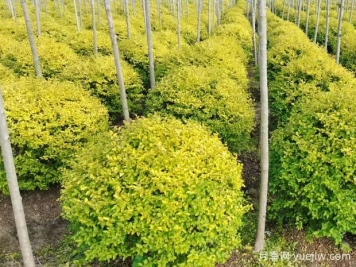荆门沙洋县十里铺镇4万亩苗木成为致富的绿色产业