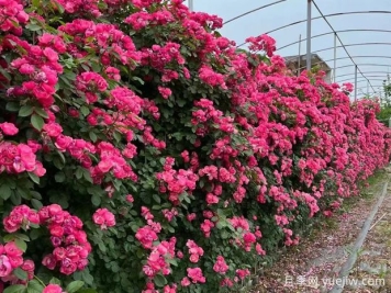 五种高颜值爬藤花，生长迅速，轻松打造美丽花墙